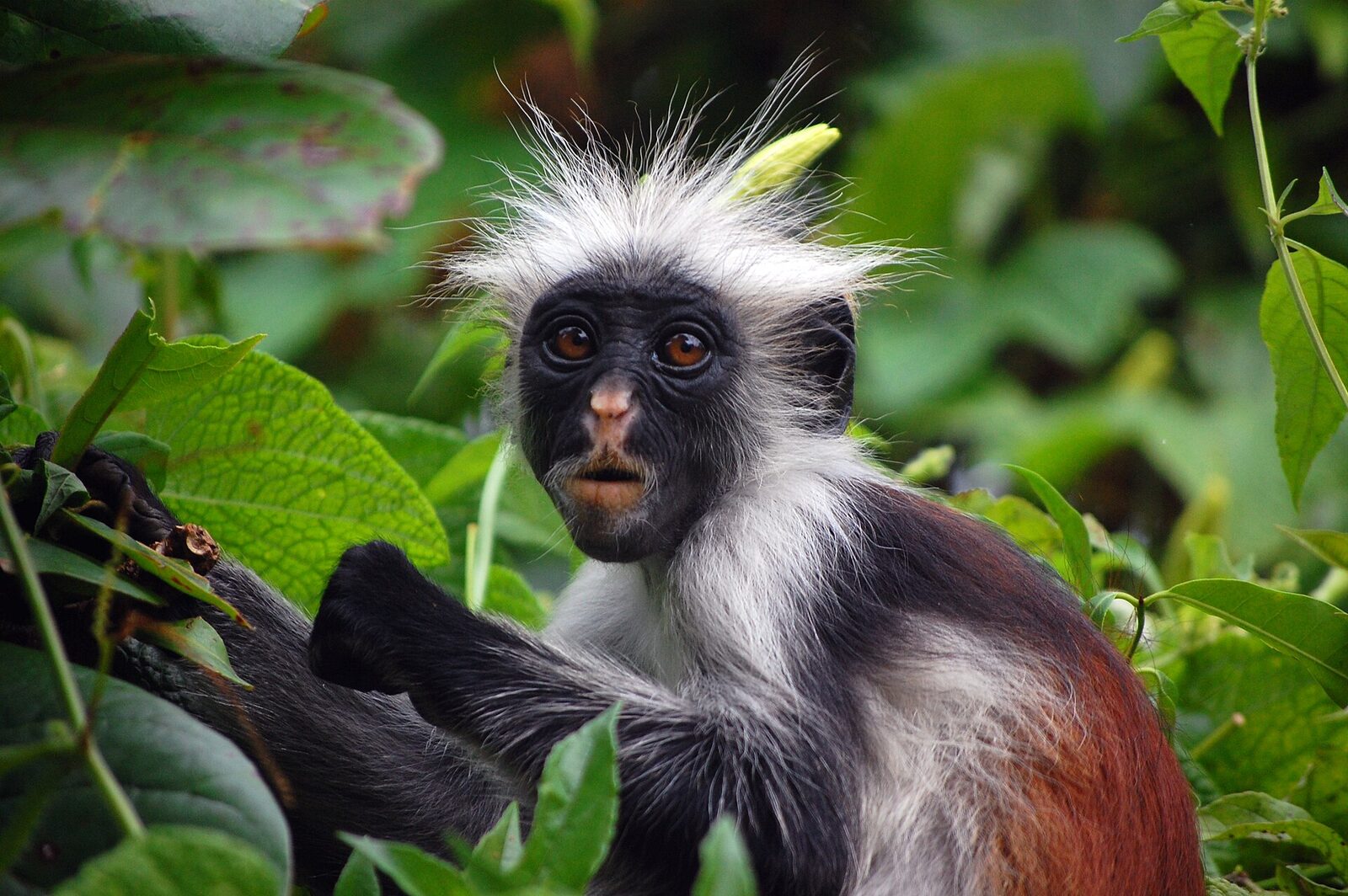 Jozani Forest & Red Colobus